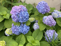 水無月